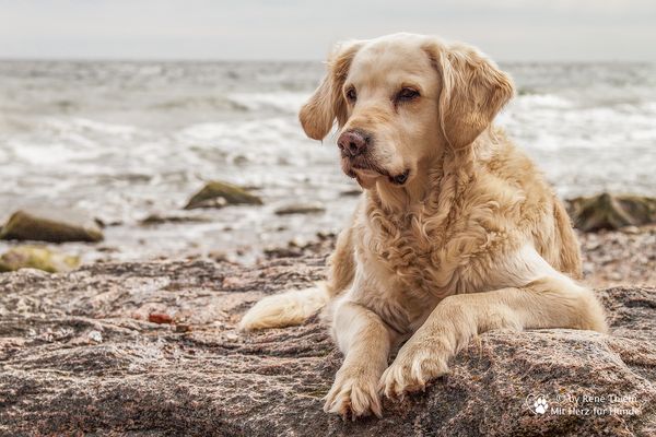 Golden Retriever - Goldi genießt das Meer