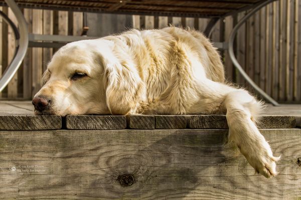 Golden Retriever - Goldi hängt ab