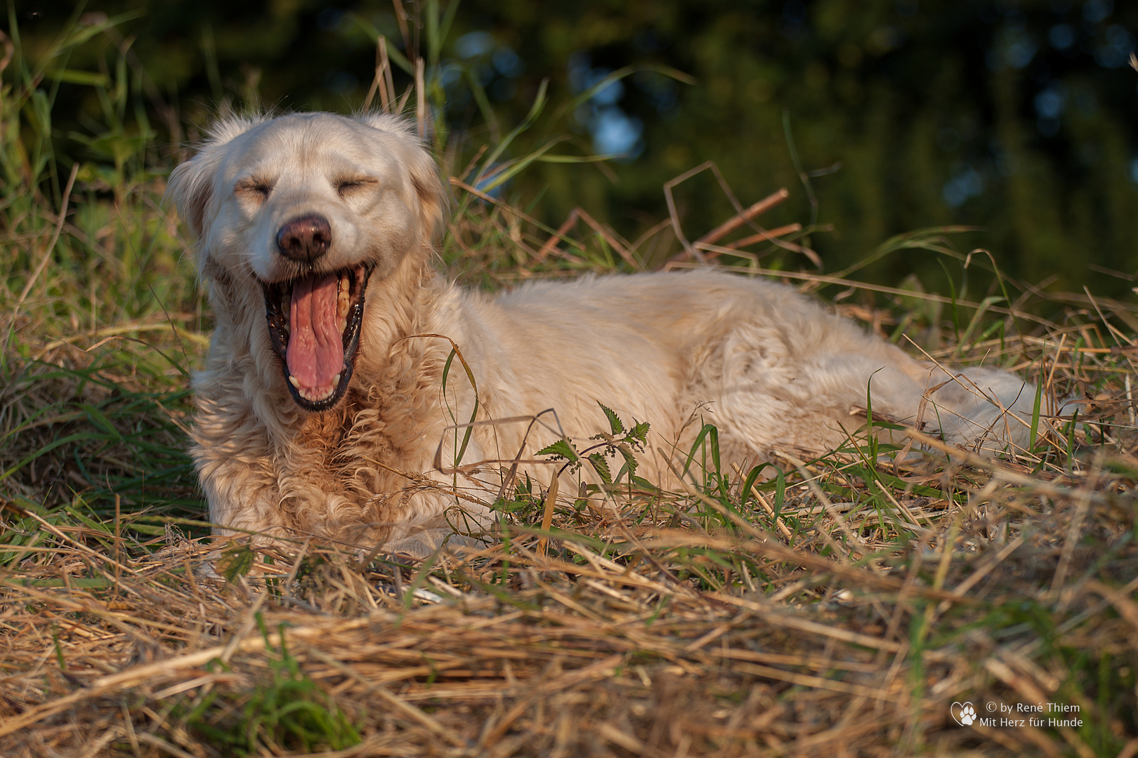 Golden Retriever - Goldi Hundemüde