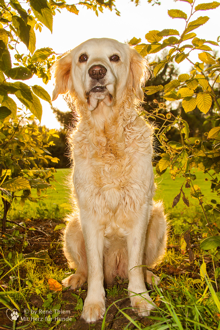 Golden Retriever "Goldi" im Gegenlicht