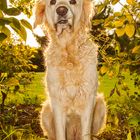 Golden Retriever "Goldi" im Gegenlicht