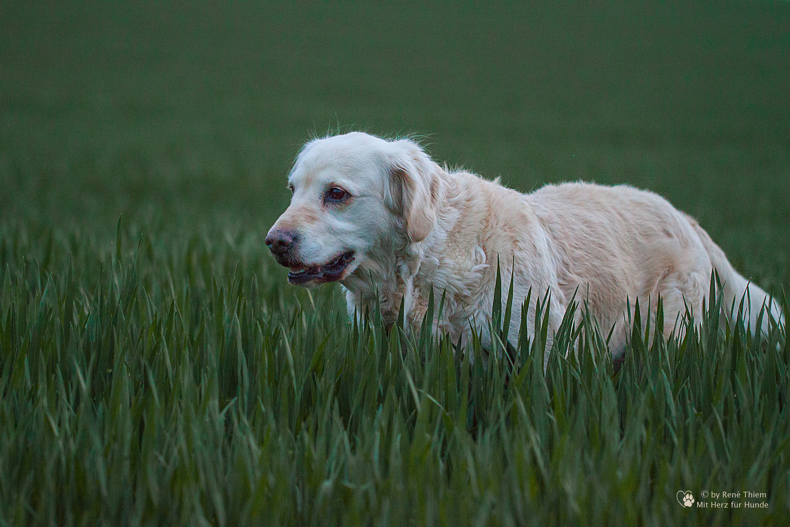 Golden Retriever - Goldi im Grünen