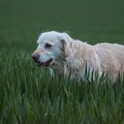 Golden Retriever - Goldi im Grünen