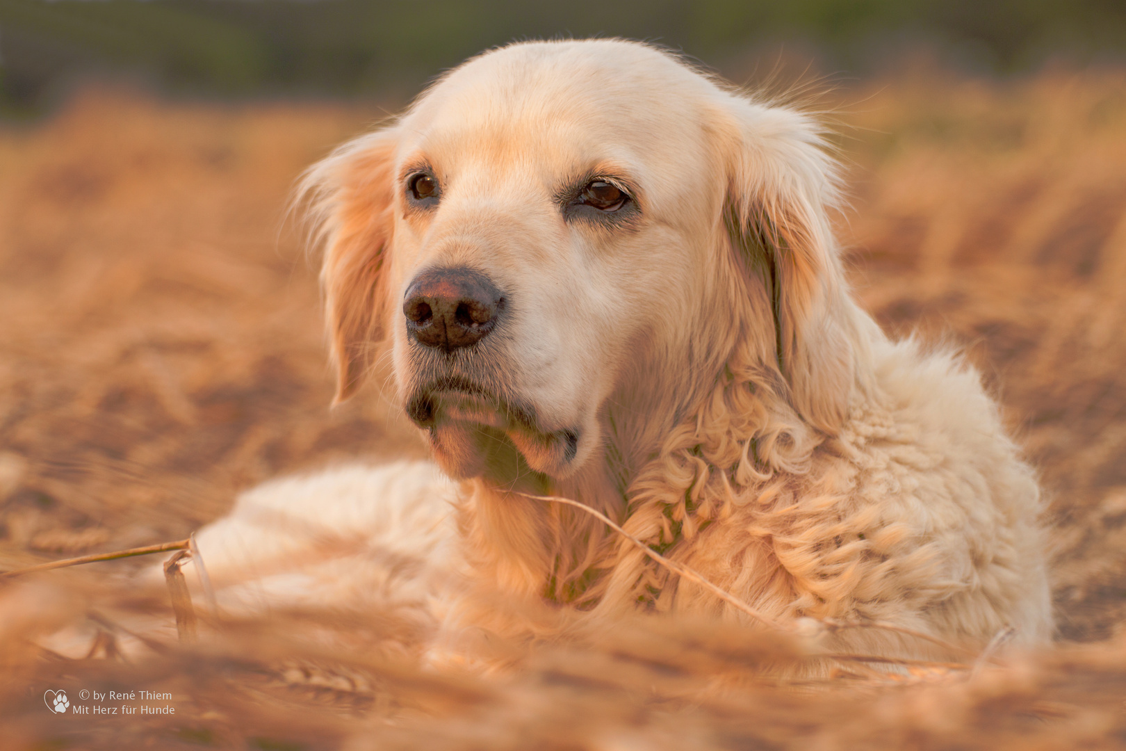 Golden Retriever - Goldi im Kornfeld