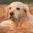 Golden Retriever - Goldi im Kornfeld