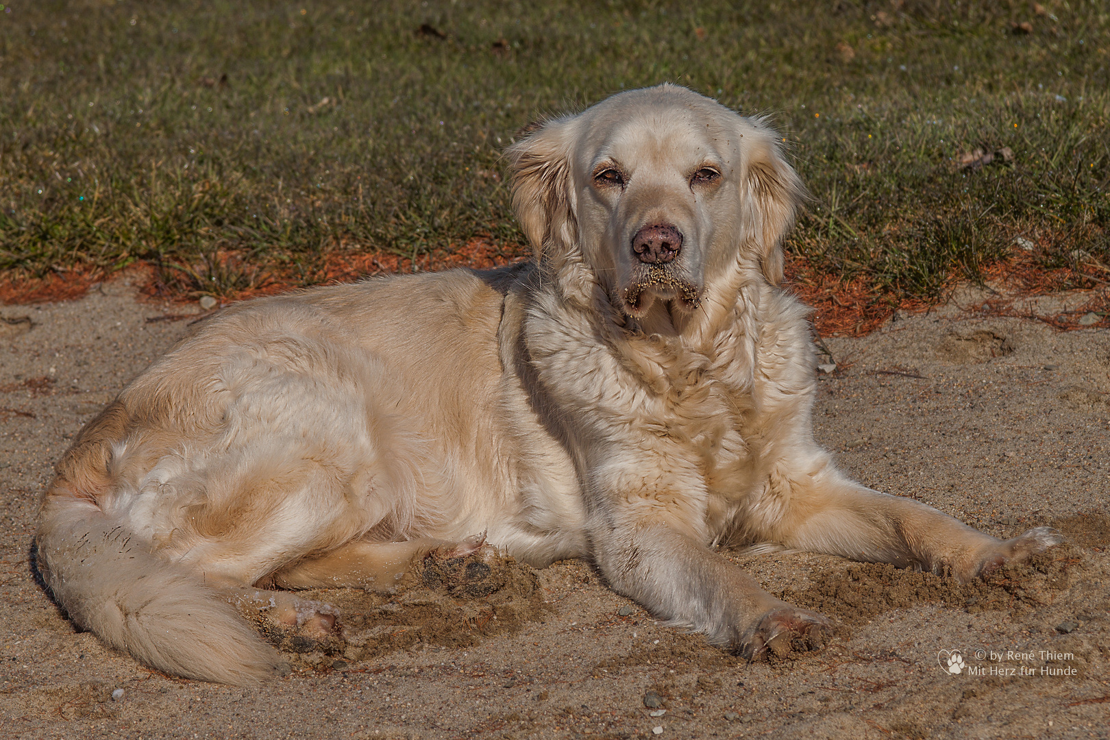 Golden Retriever - Goldi im Sand