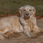 Golden Retriever - Goldi im Sand