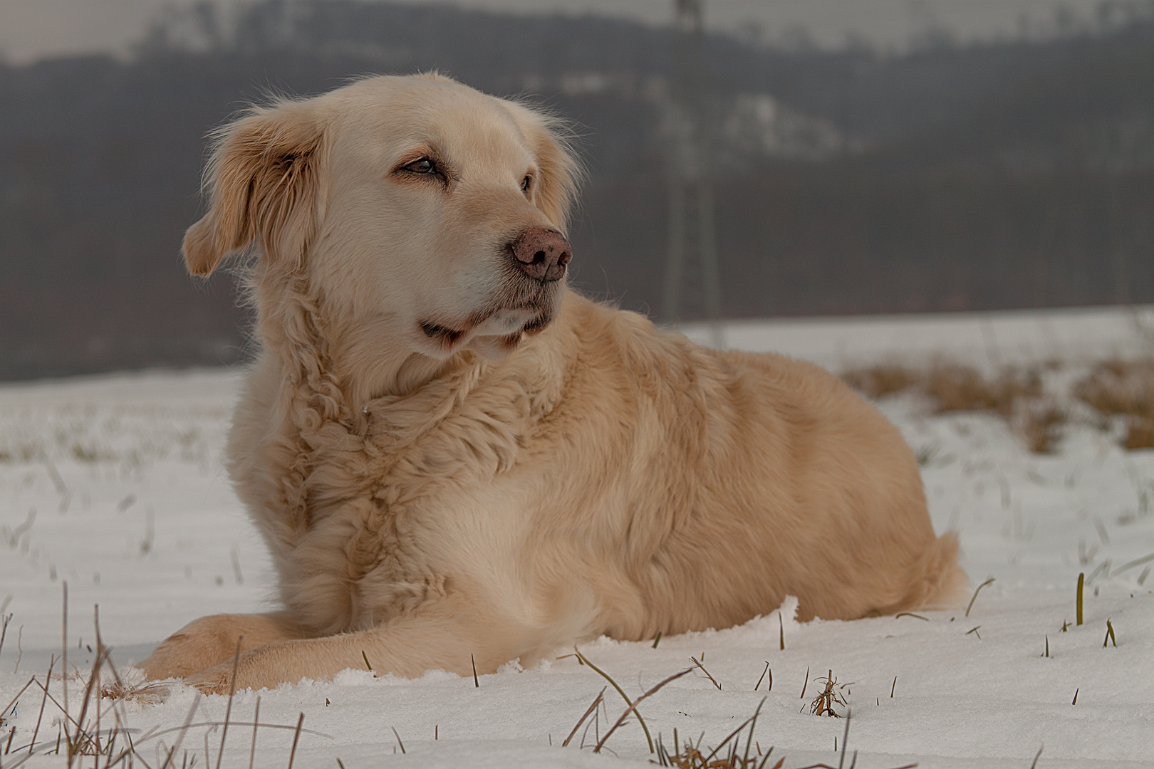 Golden Retriever - Goldi im Schnee 2013