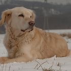 Golden Retriever - Goldi im Schnee 2013