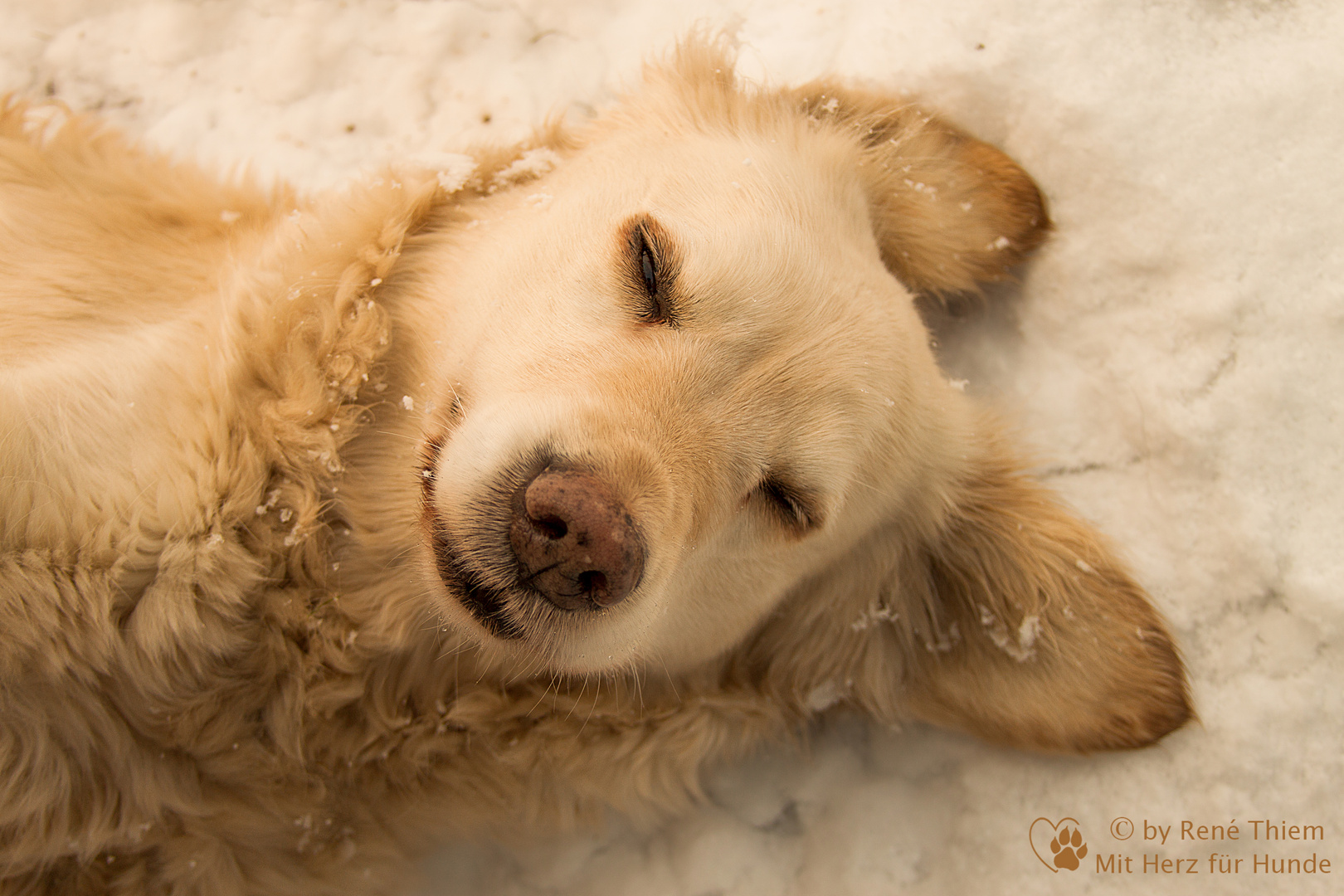 Golden Retriever "Goldi" im Schnee