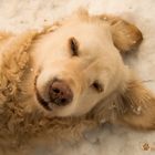 Golden Retriever "Goldi" im Schnee