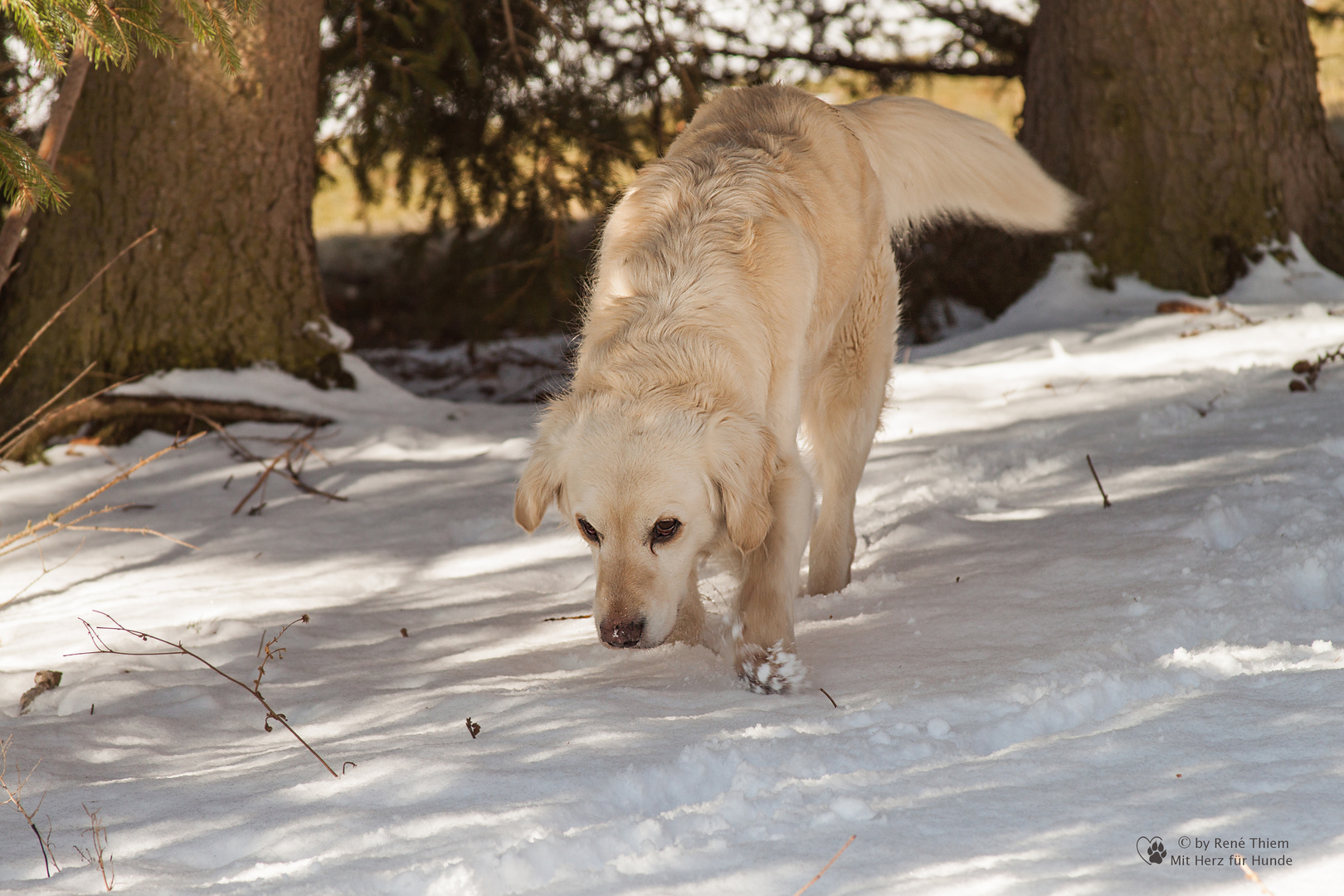 Golden Retriever - Goldi im Schnee