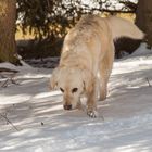 Golden Retriever - Goldi im Schnee