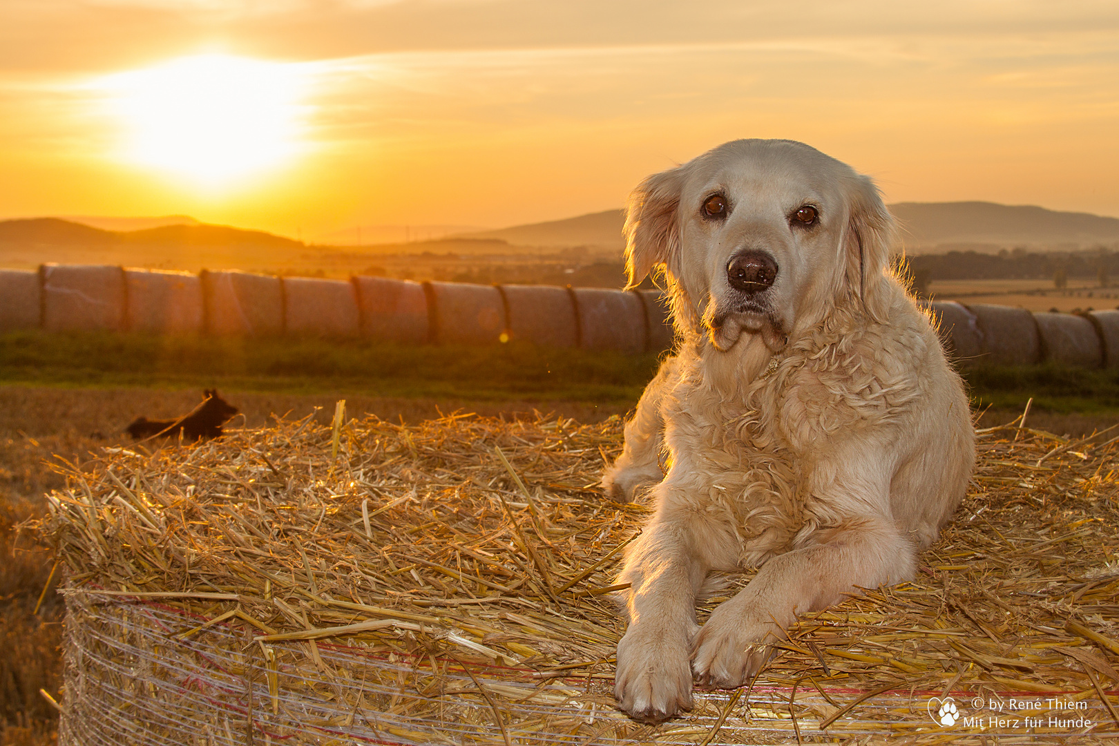 Golden Retriever - Goldi im Sonnenuntergang