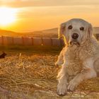 Golden Retriever - Goldi im Sonnenuntergang