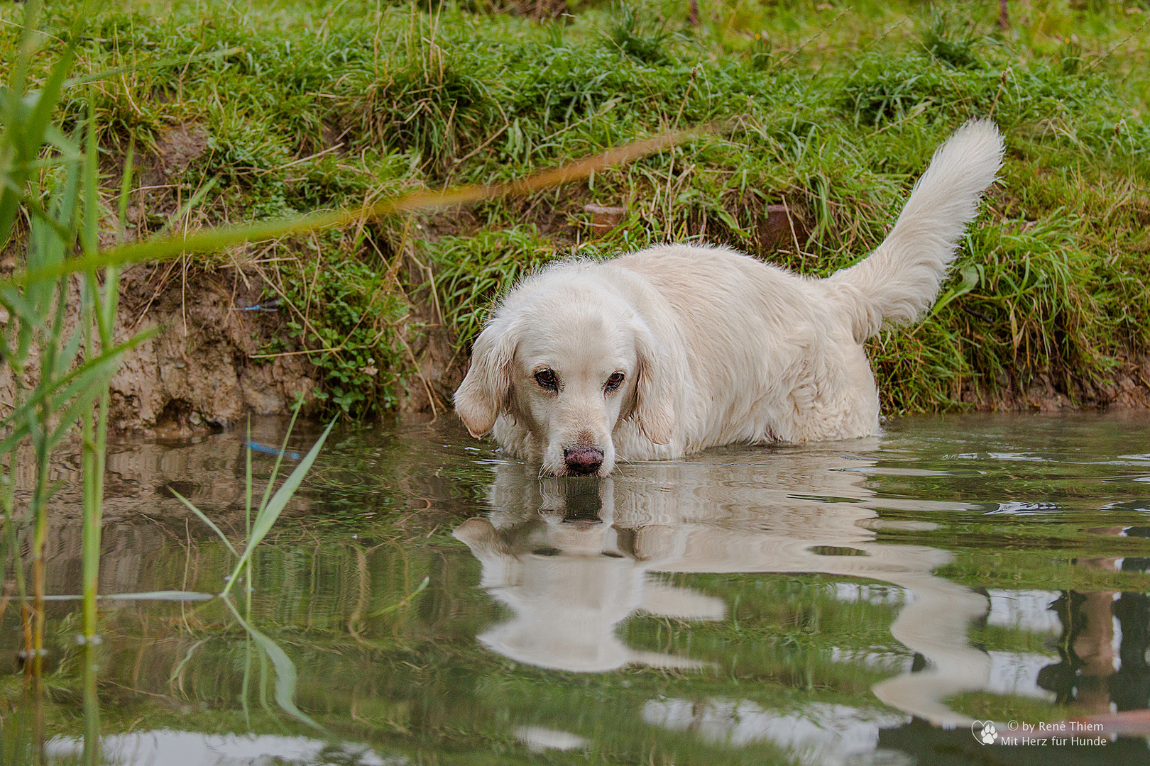 Golden Retriever - Goldi Im Wasser