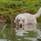 Golden Retriever - Goldi Im Wasser