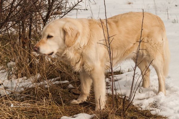 Golden Retriever - Goldi im Winter