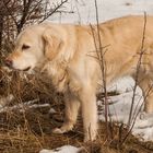 Golden Retriever - Goldi im Winter