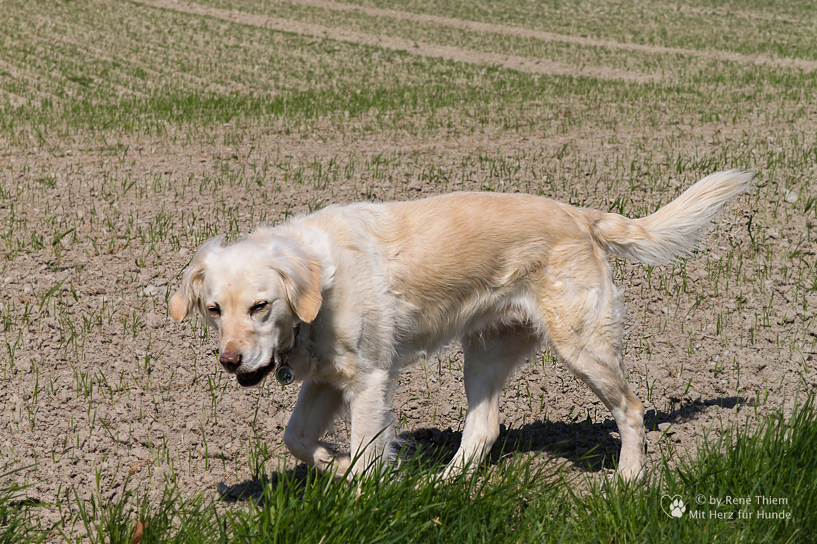 Golden Retriever - Goldi immer friedlich