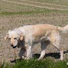 Golden Retriever - Goldi immer friedlich