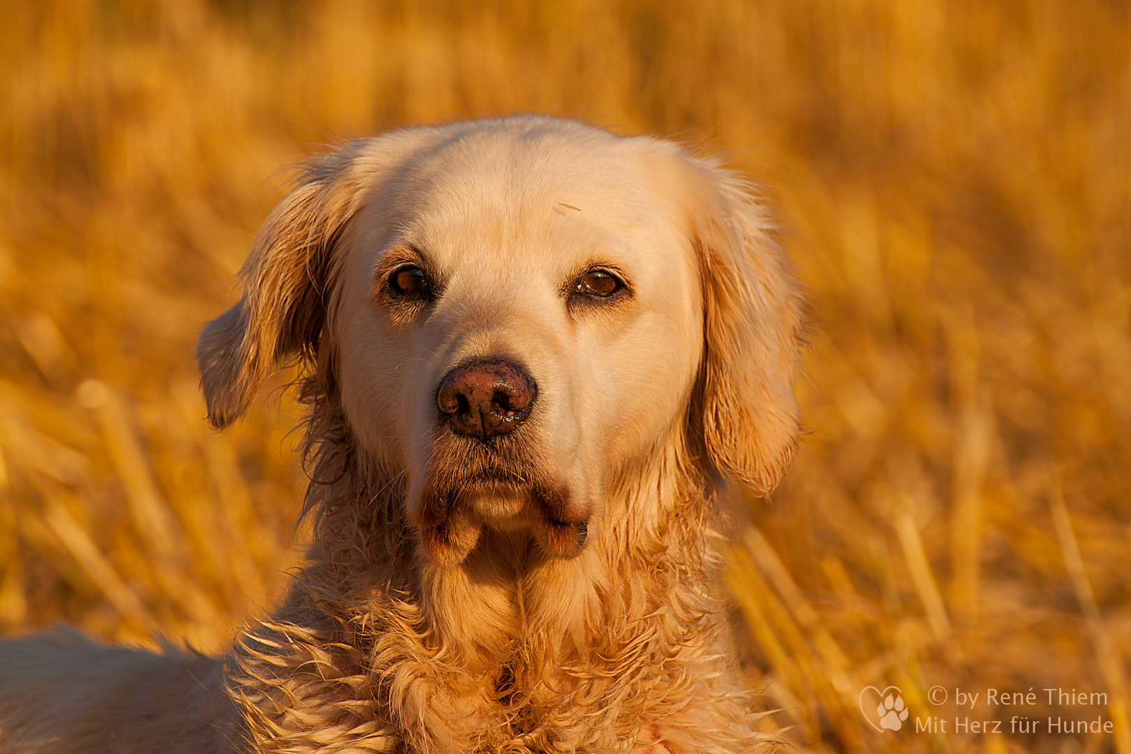 Golden Retriever - Goldi in der Abendsonne