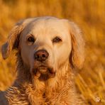 Golden Retriever - Goldi in der Abendsonne