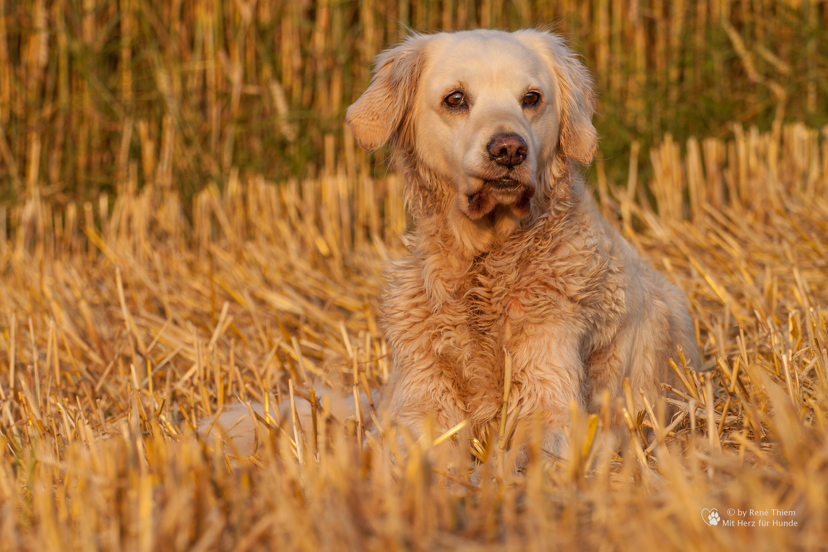 Golden Retriever - Goldi in der Abendsonne II