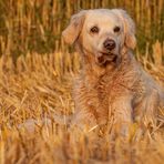 Golden Retriever - Goldi in der Abendsonne II