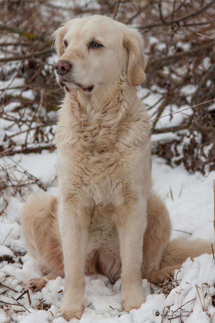 Golden Retriever - Goldi - In die Ferne schauen