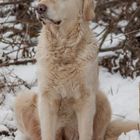 Golden Retriever - Goldi - In die Ferne schauen