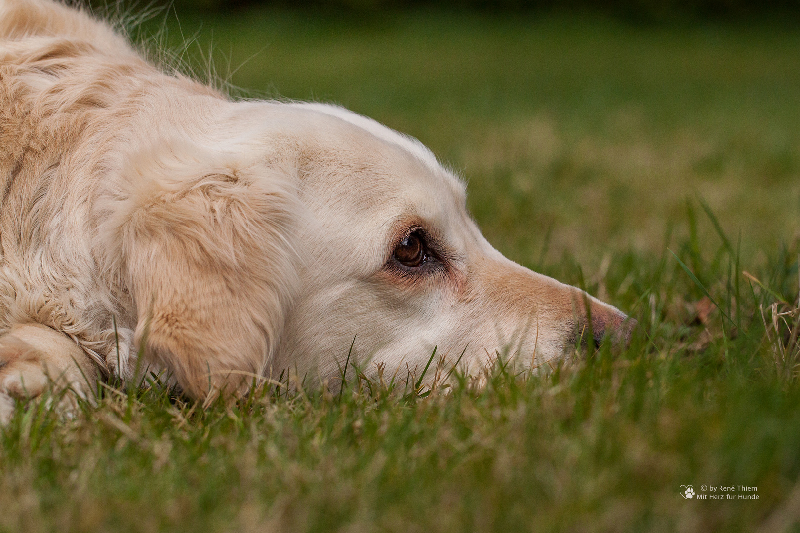 Golden Retriever - Goldi in Lauerstellung