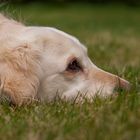 Golden Retriever - Goldi in Lauerstellung