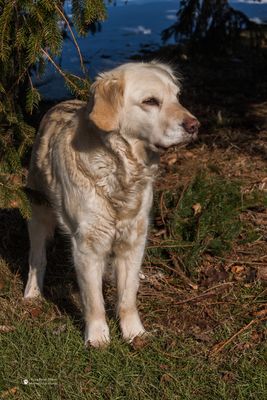 Golden Retriever - Goldi in Pose