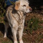 Golden Retriever - Goldi in Pose