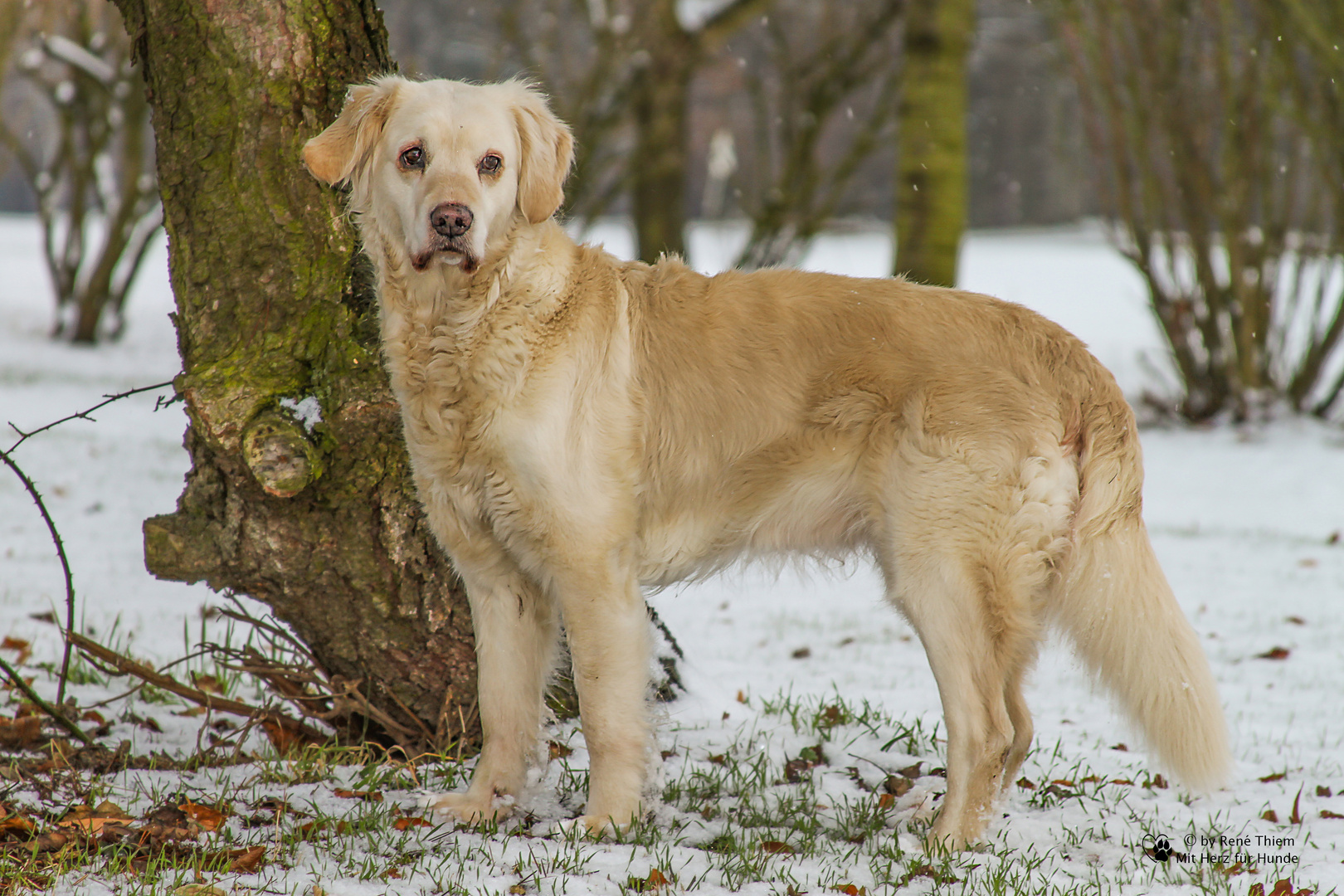 Golden Retriever - Goldi in Pose