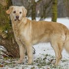 Golden Retriever - Goldi in Pose