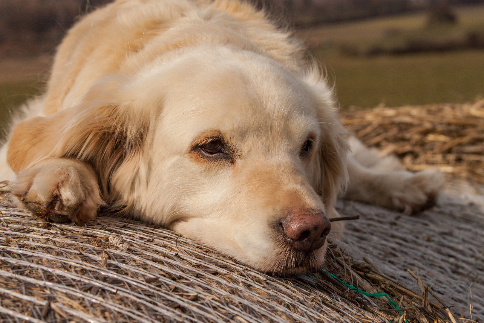 Golden Retriever - Goldi kann immer relaxen