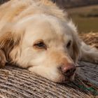 Golden Retriever - Goldi kann immer relaxen