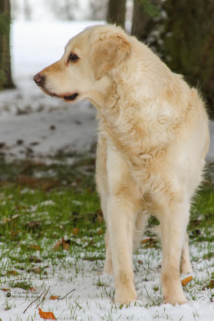 Golden Retriever - Goldi lauert