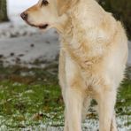 Golden Retriever - Goldi lauert