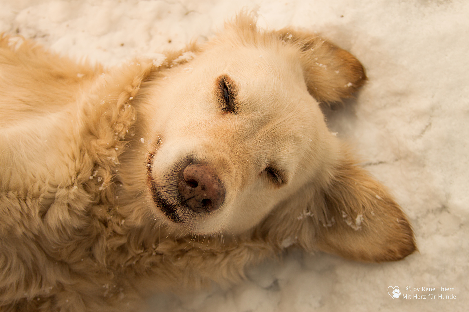 Golden Retriever - Goldi liegt im Schnee