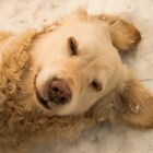 Golden Retriever - Goldi liegt im Schnee