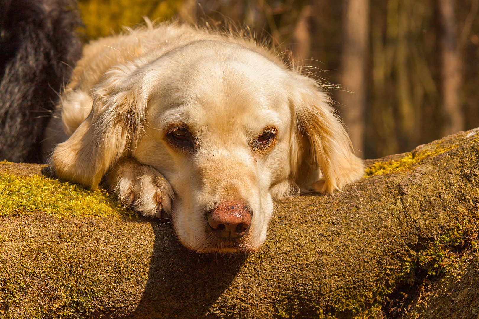 Golden Retriever - Goldi mein Schatz