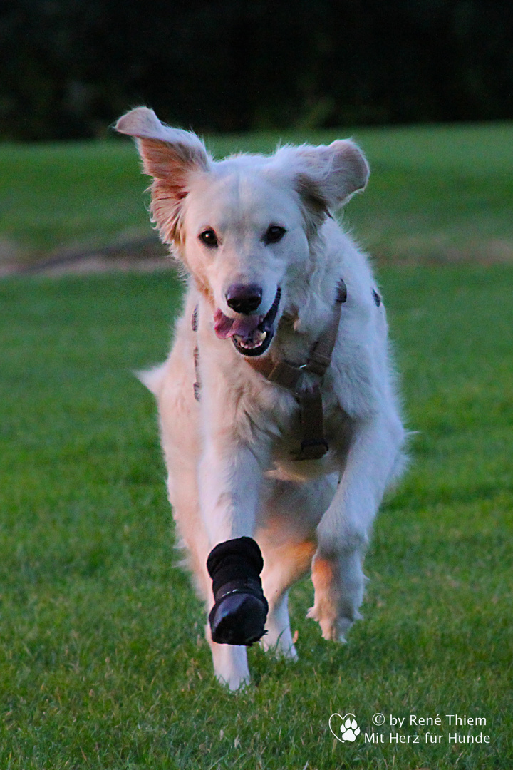 Golden Retriever - Goldi mit einer Hundesocke