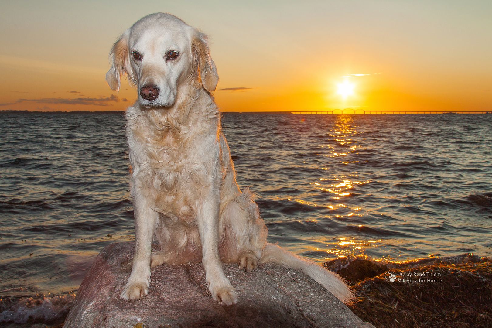 Golden Retriever - Goldi mochte Sonnenuntergänge