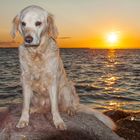 Golden Retriever - Goldi mochte Sonnenuntergänge