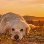 Golden Retriever - Goldi mochte Sonnenuntergänge