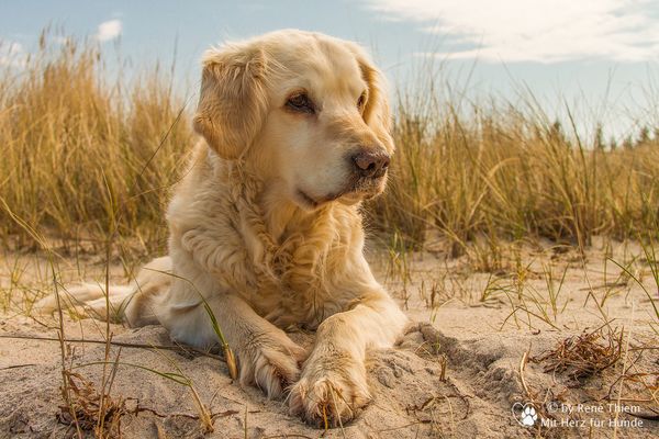 Golden Retriever - Goldi mochte Strandurlaub