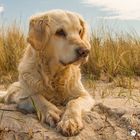 Golden Retriever - Goldi mochte Strandurlaub